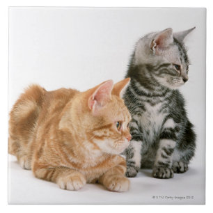 Azulejo De Cerâmica Americano Shorthair