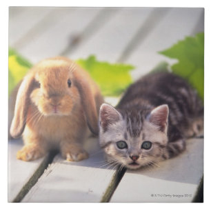 Azulejo De Cerâmica Americano Shorthair & coelho