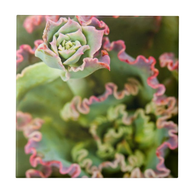 Azulejo De Cerâmica Amigo emergente de uma Planta Echeveria (Frente)