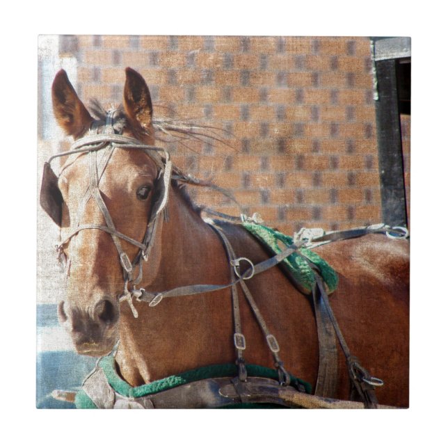 Azulejo De Cerâmica Amish Horse (Frente)