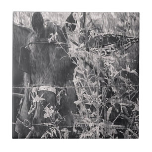 Azulejo De Cerâmica Amish Horse Black and White Grunge