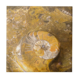 Azulejo De Cerâmica Ammonite e Outros Fósseis em Rocha Fotografia