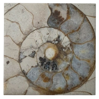 Azulejo De Cerâmica Amonite calcário grande