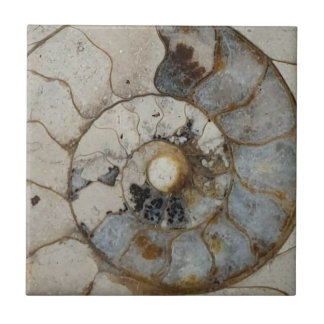 Azulejo De Cerâmica Amonite de calestona