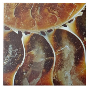 Azulejo De Cerâmica Amonite de Madagáscar grande