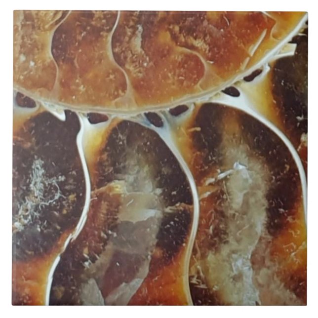 Azulejo De Cerâmica Amonite de Madagáscar grande (Frente)