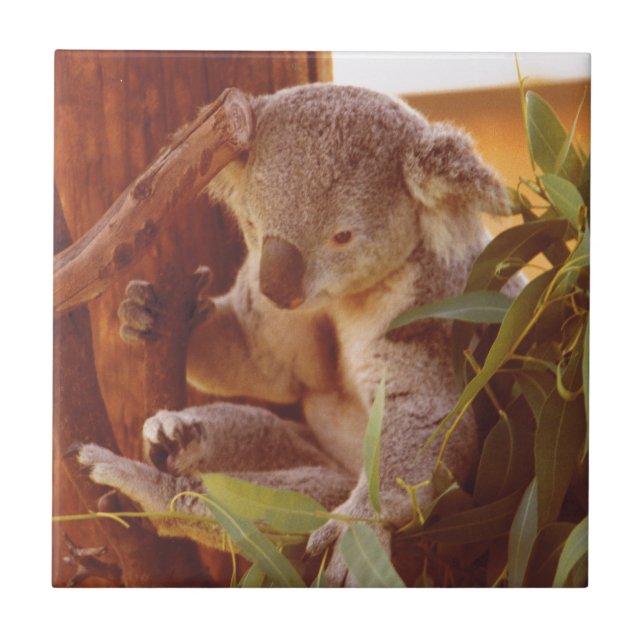 Azulejo De Cerâmica Amor Koala (Frente)