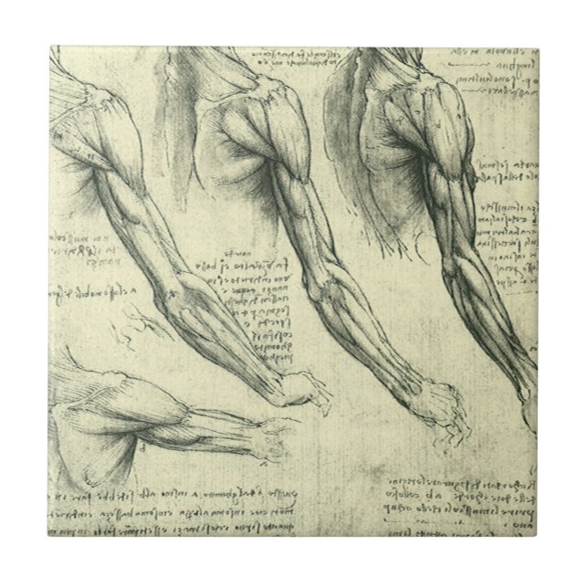 Azulejo De Cerâmica Anatomia do Braço e Ombro de Leonardo da Vinci (Frente)