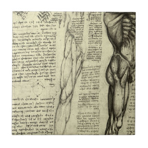 Azulejo De Cerâmica Anatomia Humana de Leonardo da Vinci Músculos Masc