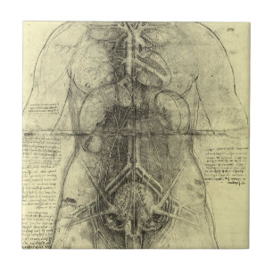 Azulejo De Cerâmica Anatomia Humana de Leonardo da Vinci, Torso Femini