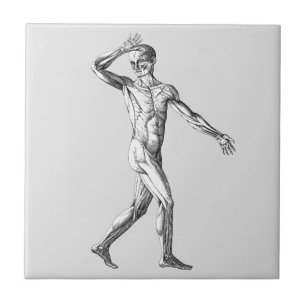 Azulejo De Cerâmica Anatomia Humana Vintage, Músculos do Corpo Masculi