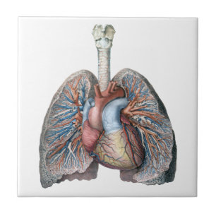 Azulejo De Cerâmica Anatomia Humana Vintage Pulmões Coração Órgãos San