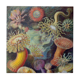 Azulejo De Cerâmica Anêmonas Marinhas Vintage por Ernst Haeckel