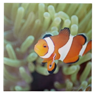 Azulejo De Cerâmica Anemonefish 4 do palhaço