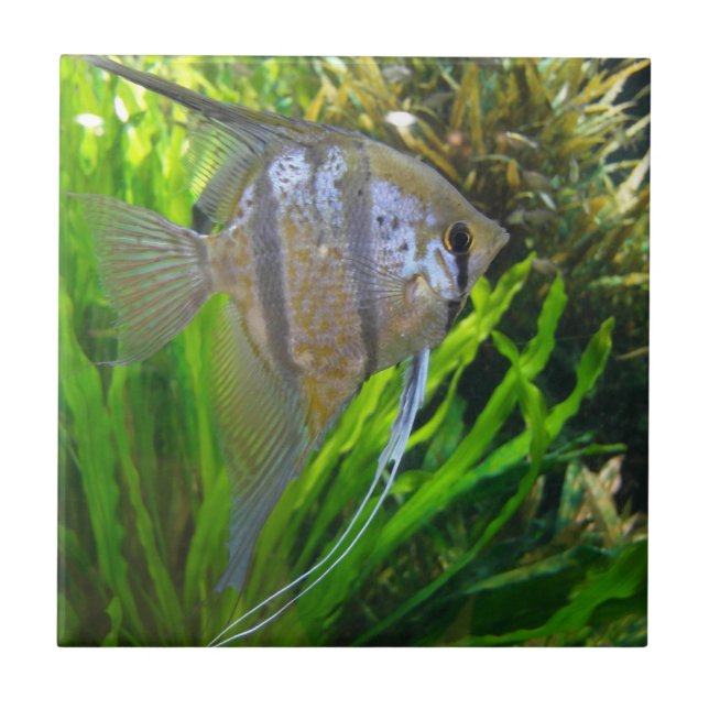 Azulejo De Cerâmica Angel Fish (Frente)