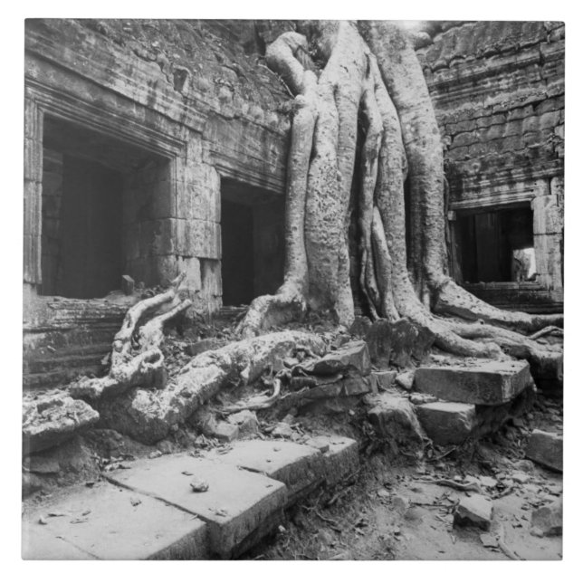 Azulejo De Cerâmica Ângkor Camboja, Ta Prohm Árvore (Frente)