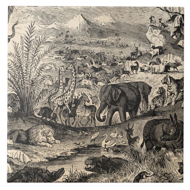 Azulejo De Cerâmica Animais animais africanos da ilustração dos 1800s (Frente)