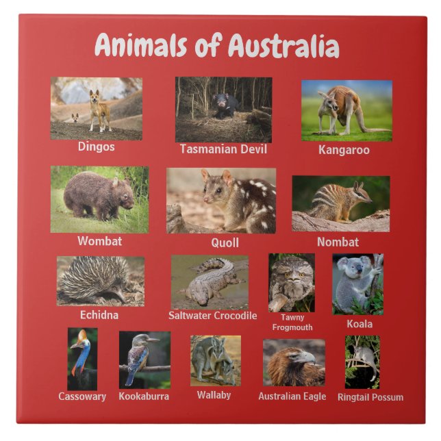 Azulejo De Cerâmica Animais da Austrália (Frente)