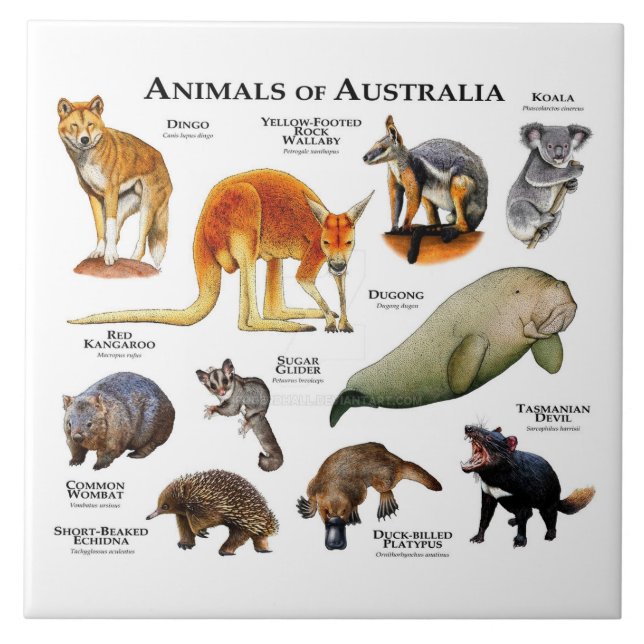 Azulejo De Cerâmica Animais da Austrália (Frente)