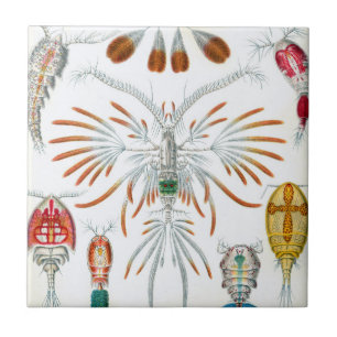 Azulejo De Cerâmica Animais Marinhos Antigos, Copepoda por Ernst Haeck