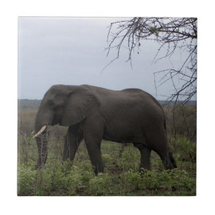 Azulejo De Cerâmica Animais selvagens PhotoTile do elefante africano
