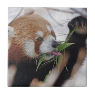 Azulejo De Cerâmica animal impresso panda vermelho fofo