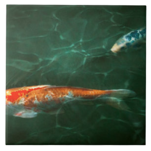 Azulejo De Cerâmica Animal - Peixe - Koi - Outra história de peixe