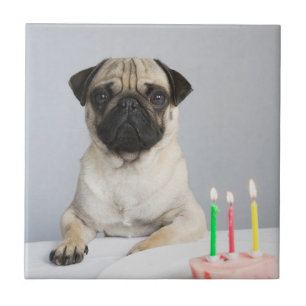 Azulejo De Cerâmica Aniversário Pug