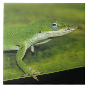 Azulejo De Cerâmica Anole Verde, Anolis carolinensis, adulto na palma