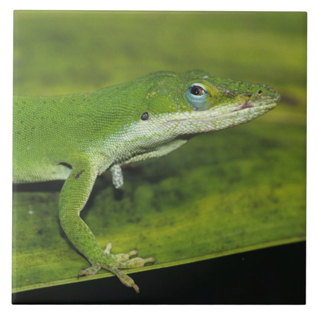Azulejo De Cerâmica Anole Verde, Anolis carolinensis, adulto na palma (Frente)