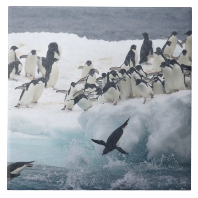 Azulejo De Cerâmica Antártica, Ilha Paulet. Pinguins addeliados (Frente)
