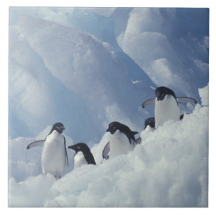 Azulejo De Cerâmica Antártica. Pinguins addeliados