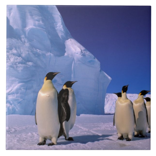 Azulejo De Cerâmica Antártica, Território Antártico Australiano, 7 (Frente)