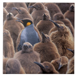 Azulejo De Cerâmica Antártida, Ilha Geórgia do Sul, pinguins-imperador
