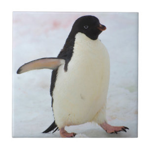 Azulejo De Cerâmica Antártida. Ilha Petermann. Pinguim Adelie