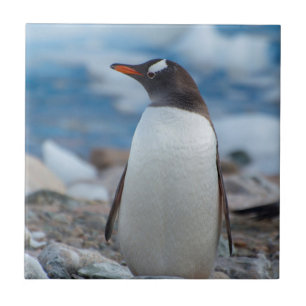 Azulejo De Cerâmica Antártida. Neko Harbor. Pinguim-gentoo