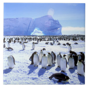 Azulejo De Cerâmica Antártida, Península Antártica, Mar de Weddell, 5