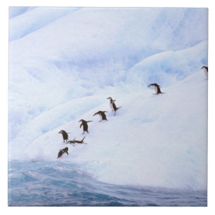 Azulejo De Cerâmica Antártida, Península Antártica. Pinguim-de-barbich
