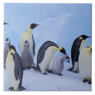 Azulejo De Cerâmica Antártida, Pinguins Imperadores