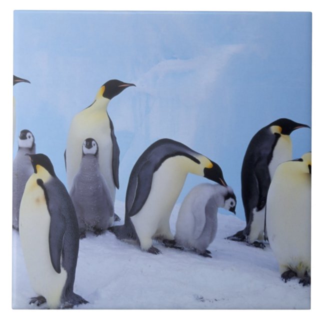Azulejo De Cerâmica Antártida, Pinguins Imperadores (Frente)