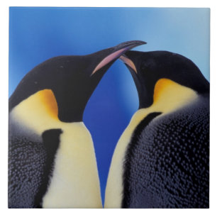 Azulejo De Cerâmica Antártida, Pinguins Imperadores