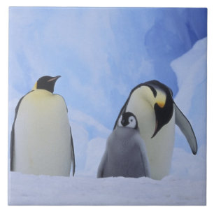 Azulejo De Cerâmica Antártida. Pinguins-imperadores e filhote