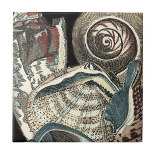 Azulejo De Cerâmica Anthologia Seashell
