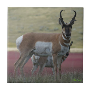 Azulejo De Cerâmica Antilope Americano