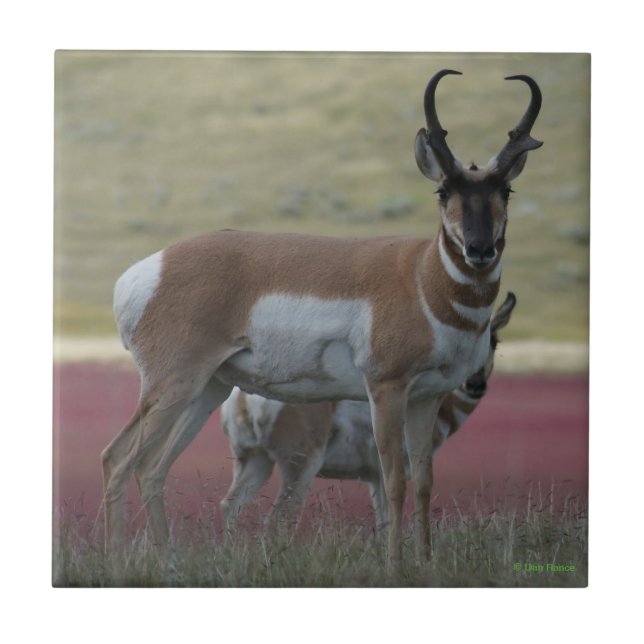 Azulejo De Cerâmica Antilope Americano (Frente)