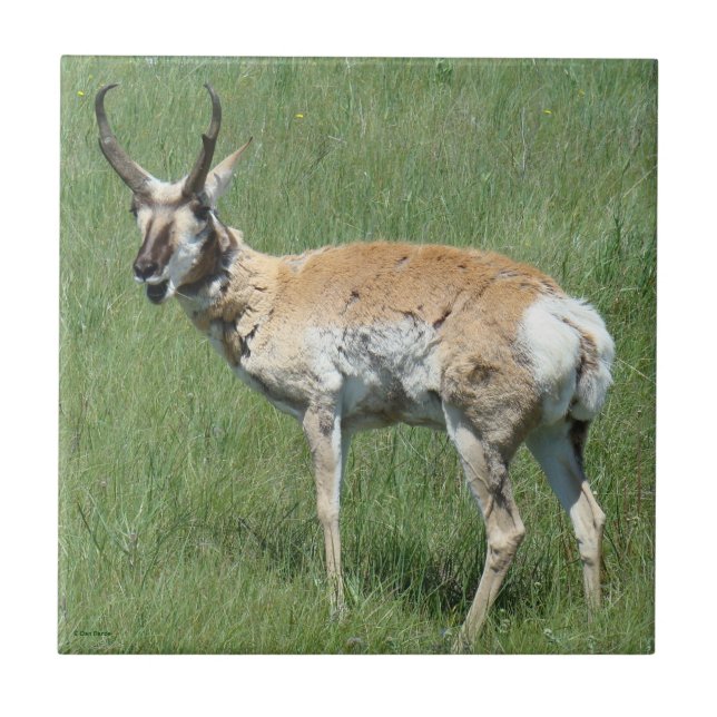 Azulejo De Cerâmica Antílope Berrendo A3 Mastigando (Frente)