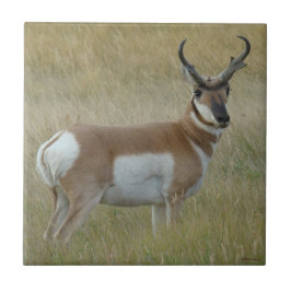 Azulejo De Cerâmica Antílope Bighorn A1