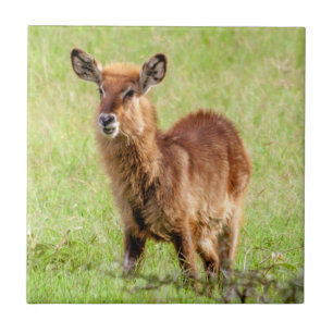 Azulejo De Cerâmica Antílope novo Waterbuck das imagens   Brown de