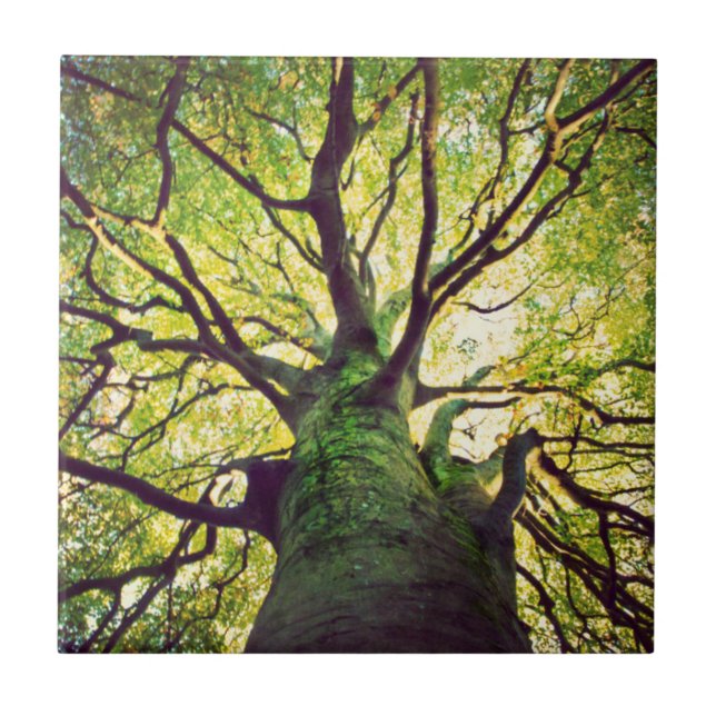 Azulejo De Cerâmica Aperto da árvore (Frente)