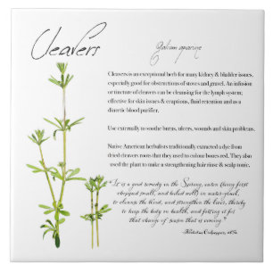 Azulejo De Cerâmica Apotecário Herbal: Cleavers Azulejo cerâmico